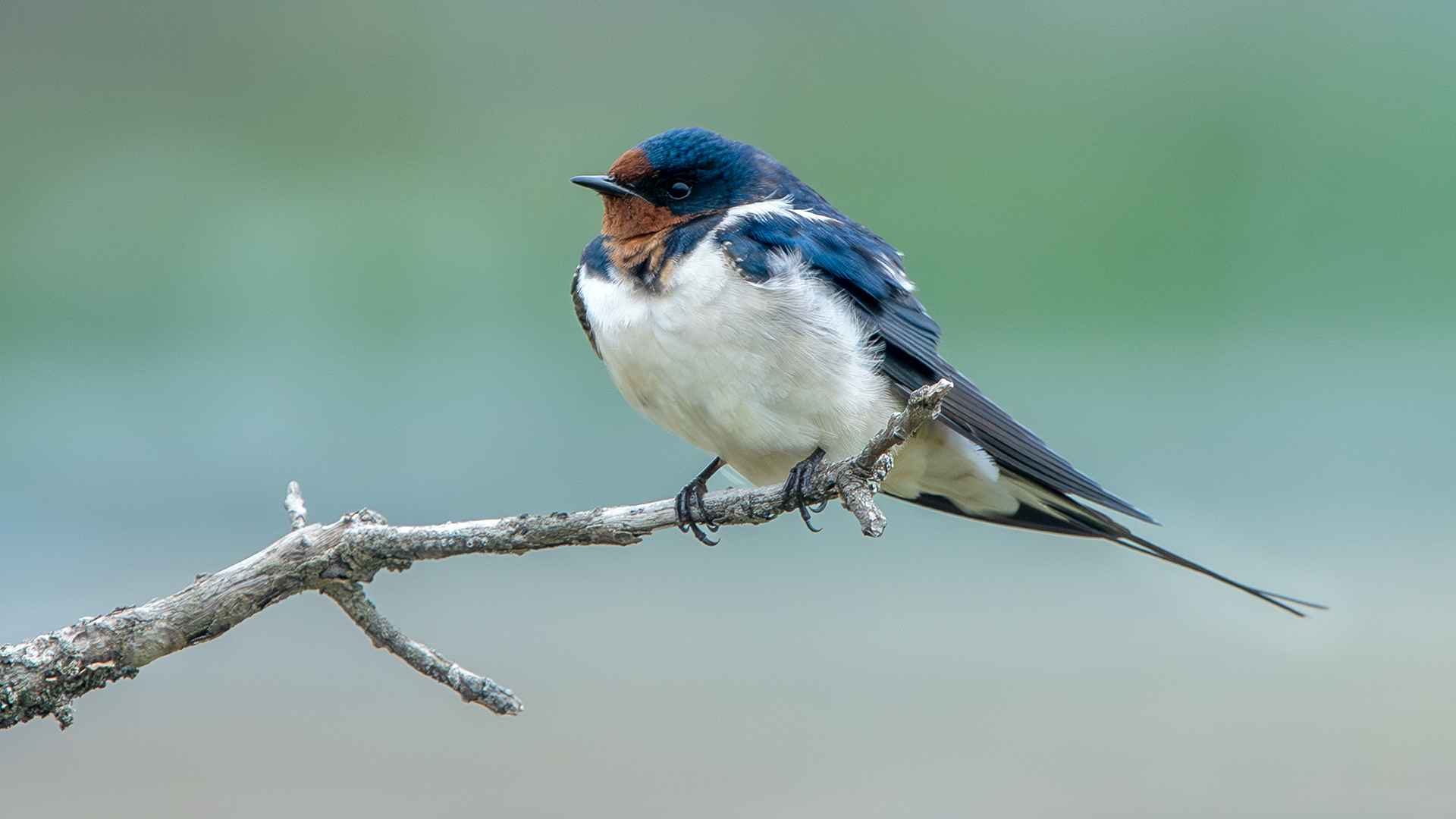Barn Swallow